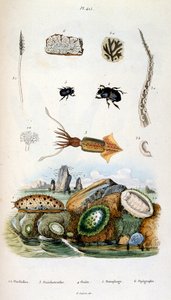 Botanisk och zoologisk illustration av F. E. Guerin. Från Dictionnaire pittoresque d