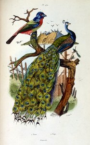 Botanisk och zoologisk illustration av F. E. Guerin. Från Dictionnaire pittoresque d