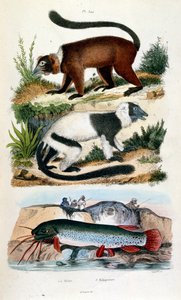 Botanisk och zoologisk illustration av F. E. Guerin. Från Dictionnaire pittoresque d