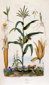Botanisk och zoologisk illustration av F. E. Guerin. Från Dictionnaire pittoresque d