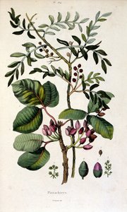 Botanisk illustration av F. E. Guerin. Från Dictionnaire pittoresque d