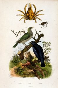 Botanisk illustration av F. E. Guerin. Från Dictionnaire pittoresque d