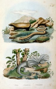 Chlamyphoridae är en familj av cingulatdäggdjur. Medan glyptodonts traditionellt har betraktats som stamgruppen cingulater utanför gruppen som innehåller moderna armadillo av Felix-Edouard Guerin