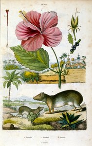 Släktet Kerodon (sydamerikanska klippkavaljerer), släkt med kapybaror och marsvin. Botanisk och zoologisk illustration av F. E. Guerin. Från Dictionnaire pittoresque d