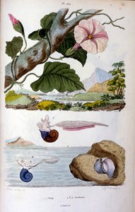 Vattensnigel av Felix-Edouard Guerin