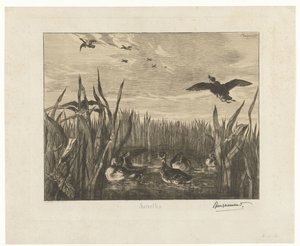 Landskap med krickor i vattnet mellan vass Sarcelles (titel på objekt) av Felix Bracquemond