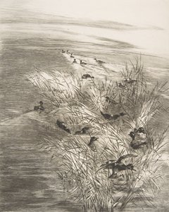 Vass och krickor, 1882. av Felix Bracquemond