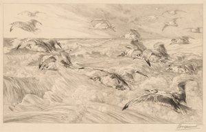 Fiskmåsar av Felix Bracquemond