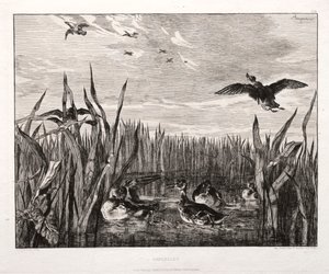 Teals, 1853 tryckt 1864. av Felix Bracquemond