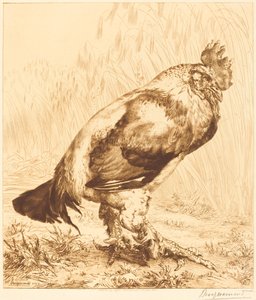 Den gamla hanen av Felix Bracquemond