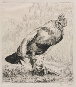 Den gamla hanen av Felix Bracquemond