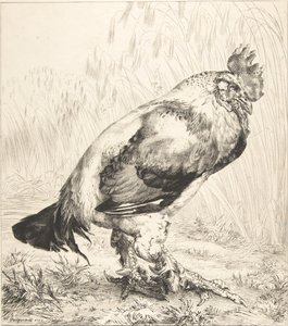 Den gamla hanen, 1882. av Felix Bracquemond