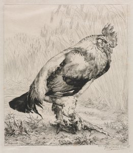 Den gamla hanen, 1882. av Felix Bracquemond