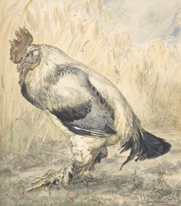 Den gamla hanen, ca. 1882.