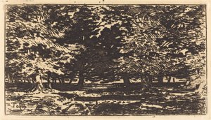 Skog.