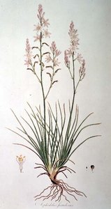 Asphodelus Fistulosus, från 