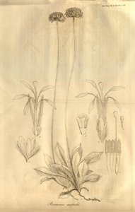 Det här är Tab. 28 från volym X av Transactions of the Linnean Society of London, publicerad 1811 av Ferdinand Bauer