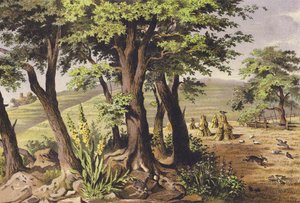 Augusti (färglitografi) av Ferdinand Karl Klimsch