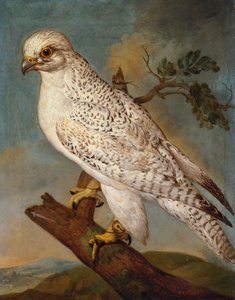 En falk på en gren, 1736