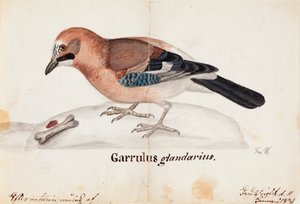 Eurasisk Jay