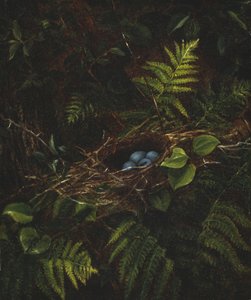 Fågelbo och ormbunkar, 1863
