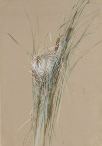 Fågelbo i Cattails, ca. 1875.