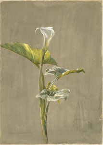 Calla Lily, 1875 (wc på papper)