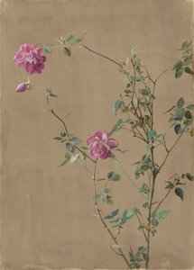 Rosa rosor