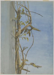 Wisteria på en vägg (wc på papper)