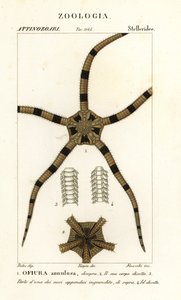 Spröd stjärna tagghuding, Ophiomastix annulosa, Ophiura annulosa av Finocchi Finocchi