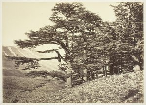 Cedars av Libanon, ca. 1870. av Félix Bonfils
