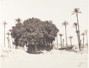 Esneh, dadelpalmer, sycamore och kaffe på kanten av Nilen, 1851-52, tryckt 1853-54. av Félix Teynard