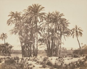 [Dunge med dadelpalmer sedd från punkt A, Karnak] av Félix Teynard
