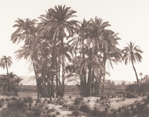 Karnak, Grupp av dadelpalmer sett från punkt A, 1851-52, tryckt 1853-54. av Félix Teynard
