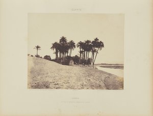 Luxor. Dadelpalmer och Luxor Expedition Garden av Félix Teynard