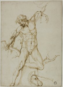 Marsyas bunden till ett träd av Follower of Baccio Bandinelli
