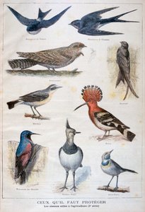 Fåglar som är skyddade och hjälpsamma inom jordbruket, 1897 av Fortuné Méaulle