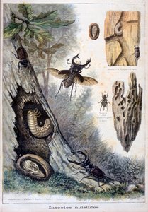 Skadliga insekter, 1897 av Fortuné Méaulle