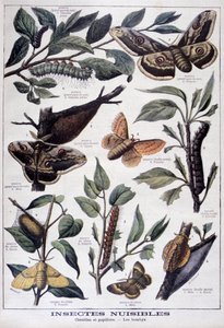 Skadliga insekter: larver, fjärilar och nattfjärilar, 1897 av Fortuné Méaulle