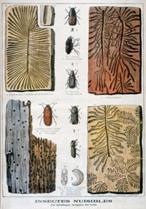 Xylofaga insekter som är destruktiva för skog, 1897