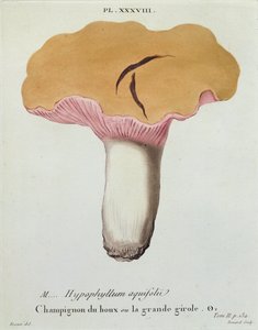 Hyprophyllum aquifolii, tallrik 38 från 