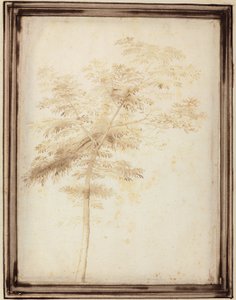 En studie av ett träd av Fra Bartolomeo