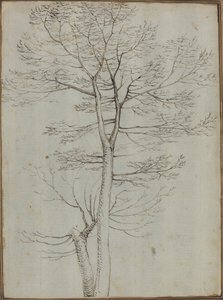 Bare Tree [averso]