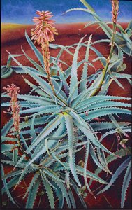 Aloe av Frances Ferdinands