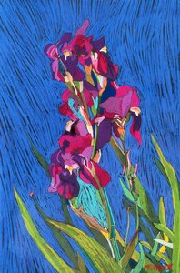 Iris