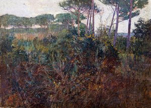 Pinewoods i Torre del Lago av Francesco Fanelli