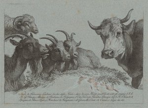 Study of Heads: Three Goats, an Ox, and a Bag, publicerad ca. 1783. av Francesco Londonio
