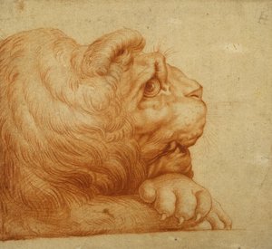 Ett lejonhuvud i profil (röd krita på vitt papper) av Francesco de Rossi Salviati Cecchino