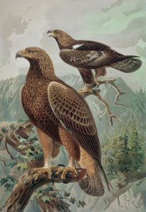 GRAVERING-GULDÖRN-VUXEN MAN (1) OCH KVINNA (2) AQUYLA CHYSAETUS