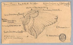 Studie av en sparvvinge av Francis Augustus Lathrop